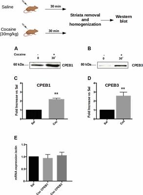Cytoplasmic Polyadenylation Element Binding Proteins CPEB1 and CPEB3 Regulate the Translation of FosB and Are Required for Maintaining Addiction-Like Behaviors Induced by Cocaine